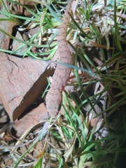 Hemidactylus reticulatus