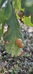 Cynips quercusfolii