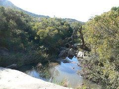 Diospyros lycioides lycioides