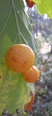 Cynips quercusfolii