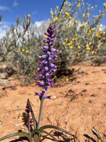 Image of Lachenalia namaquensis by (c) Matt Berger, some rights reserved (CC BY)