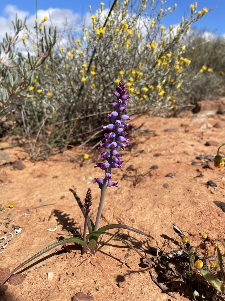 Lachenalia namaquensis, Namakwa, South Africa