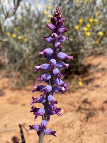 Image of Lachenalia namaquensis by (c) Matt Berger, some rights reserved (CC BY)