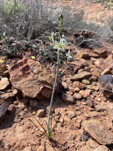 Albuca consanguinea