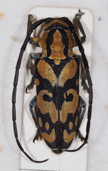 Tragocephala variegata