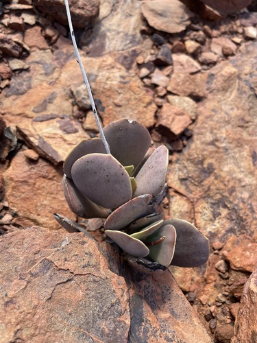 Adromischus alstonii