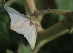 Solanum lichtensteinii