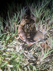 Sitana ponticeriana