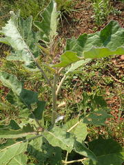 Solanum lichtensteinii