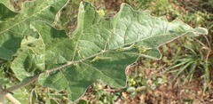 Solanum lichtensteinii