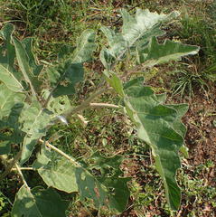 Solanum lichtensteinii