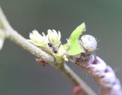 Crematogaster ferrarii