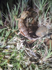 Sitana ponticeriana