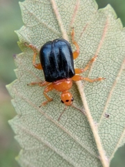 Tomapoderus ruficollis