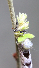 Crematogaster ferrarii