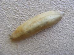 Laevicaulis natalensis natalensis