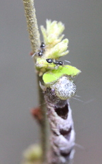 Crematogaster ferrarii