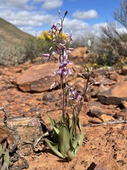 Cyanella orchidiformis