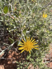 Berkheya fruticosa