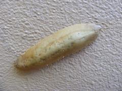 Laevicaulis natalensis natalensis