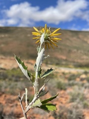Berkheya fruticosa