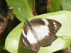 Appias epaphia contracta