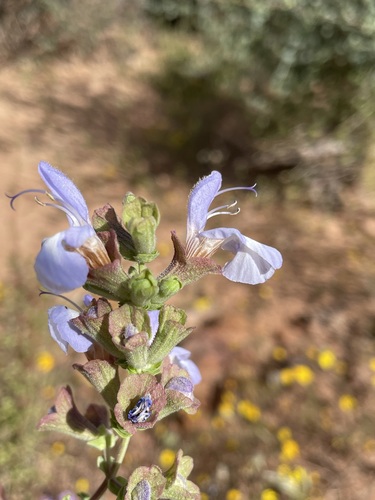 Image of Salvia dentata by (c) Matt Berger, some rights reserved (CC BY)