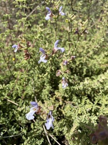 Image of Salvia dentata by (c) Matt Berger, some rights reserved (CC BY)