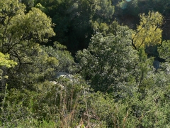 Salix mucronata