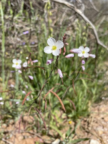 Image of Heliophila laciniata by (c) Matt Berger, some rights reserved (CC BY)