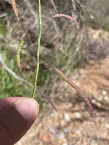 Image of Heliophila laciniata by (c) Matt Berger, some rights reserved (CC BY)
