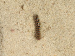 Paracles deserticola