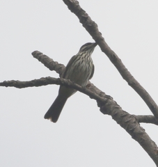 Myiodynastes maculatus