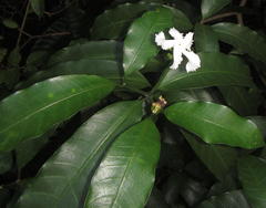 Tabernaemontana ventricosa