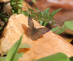Lepidoptera