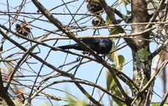 Tachyphonus coronatus