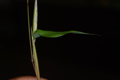 Ischaemum semisagittatum