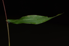 Ischaemum semisagittatum