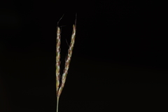 Ischaemum semisagittatum