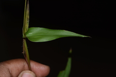 Ischaemum semisagittatum