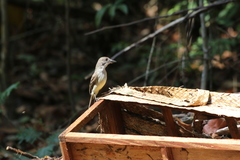 Myiarchus ferox