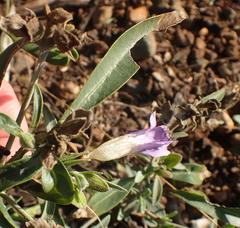 Barleria pretoriensis