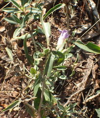 Barleria pretoriensis