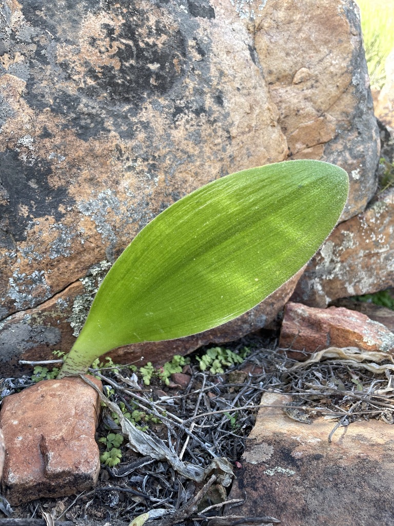 Haemanthus unifoliatus, Namakwa, Northern Cape, South Africa