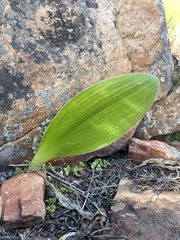Haemanthus unifoliatus