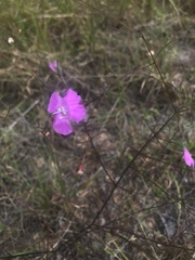 Agalinis plukenetii