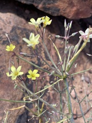 Oxalis knuthiana