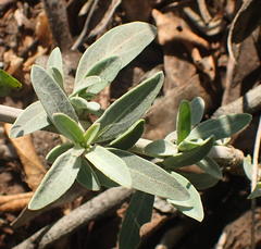 Barleria pretoriensis