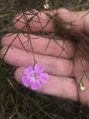 Agalinis plukenetii