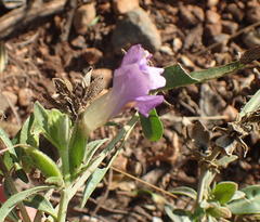 Barleria pretoriensis